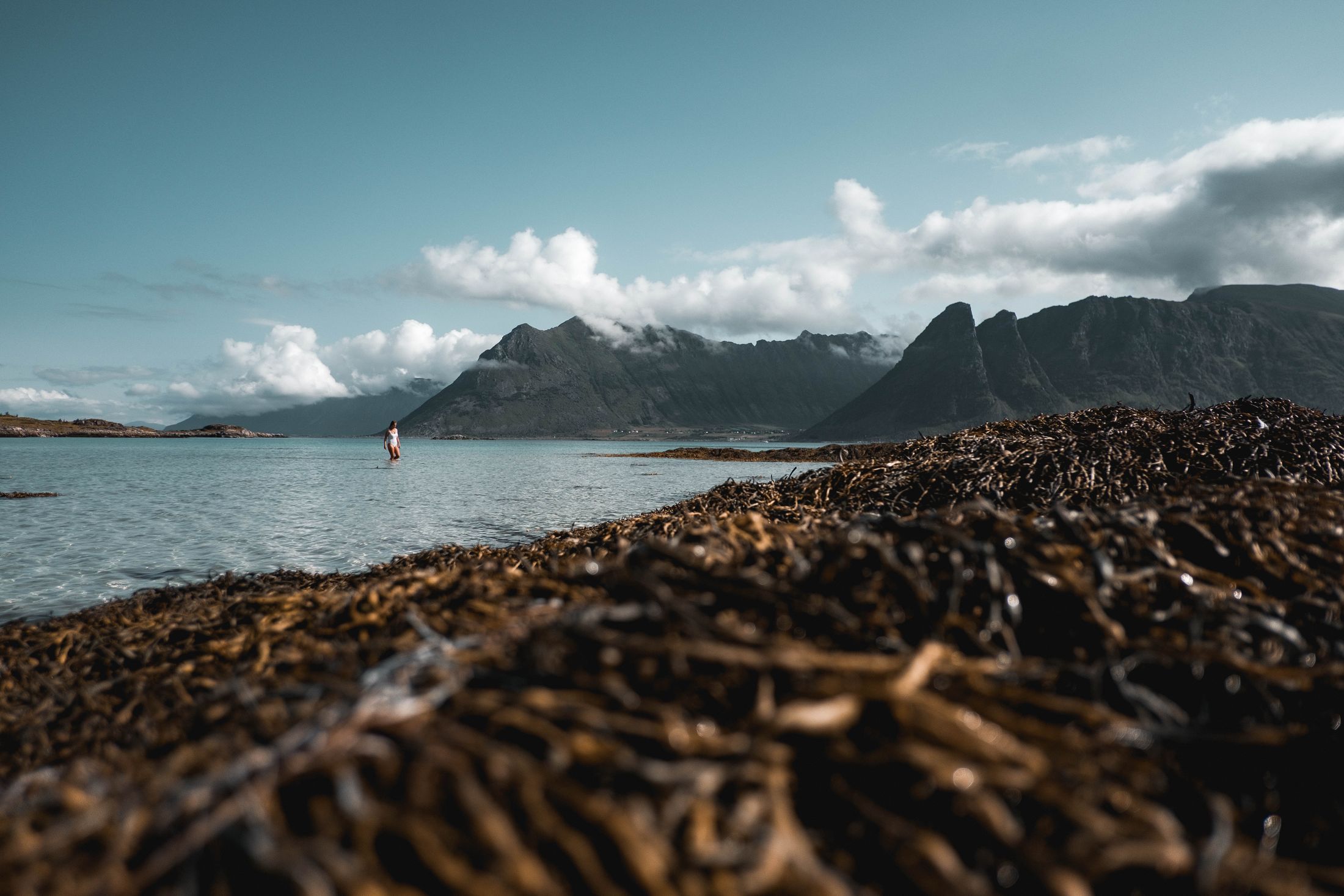 Kelp line, low tide